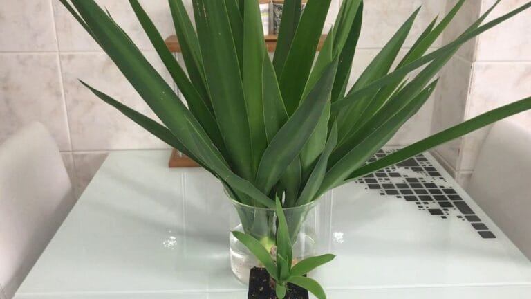 Yuka çiçeği nasıl budanır? Yuka Çiçeği Budaması ve Çoğaltılmasını gösteren görsel