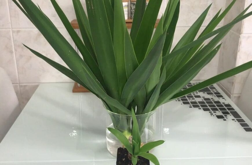 Yuka Çiçeği Budaması ve Çoğaltılmasını gösteren görsel